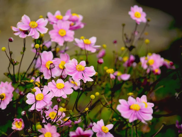 Amazingly Beautiful Flowers Park — Stock Photo, Image