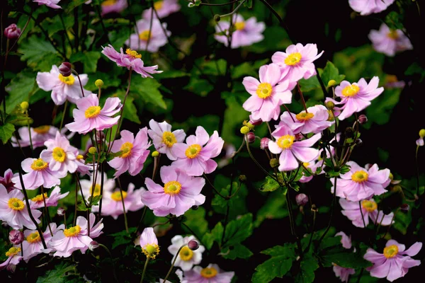 Lindas Flores São Melhor Presente Para Meninas Mulheres Nos Aniversários — Fotografia de Stock