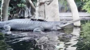 Crocodile in the water with a turtle on its back. 4K
