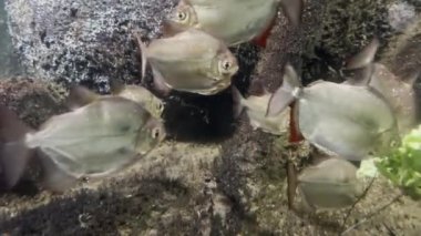 Amazingly beautiful fish. Wonderful fish swim underwater. Stock video footage. 4K.