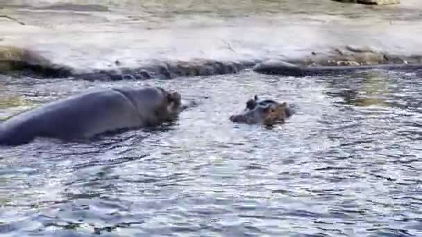 Hippopotamus Hippo Swims Pond Sunny Day Relaxing Stock Video Footage — Stock Video