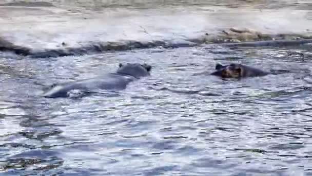 Hippopotamus Hippo Swims Pond Sunny Day — Stockvideo