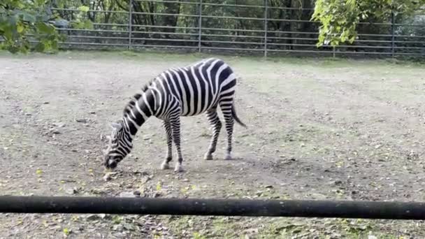 Зебры Ходят Мир Животных — стоковое видео