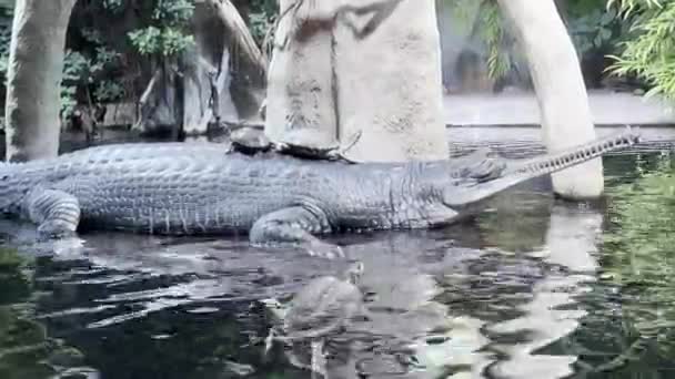 Crocodile Water Turtle Its Back — Stockvideo