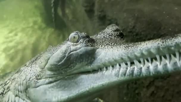 Close View Crocodile Face Face Crocodile Gharial Swims Open Eyes — Stockvideo