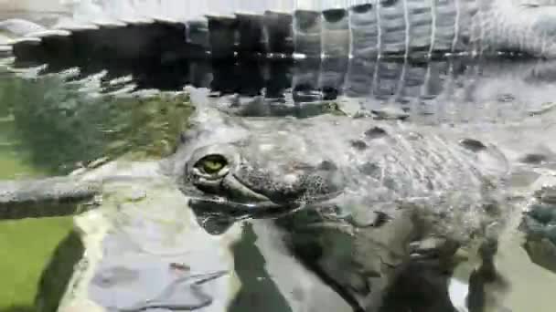 Crocodile Swims Open Eyes Crocodile Eye — Stockvideo