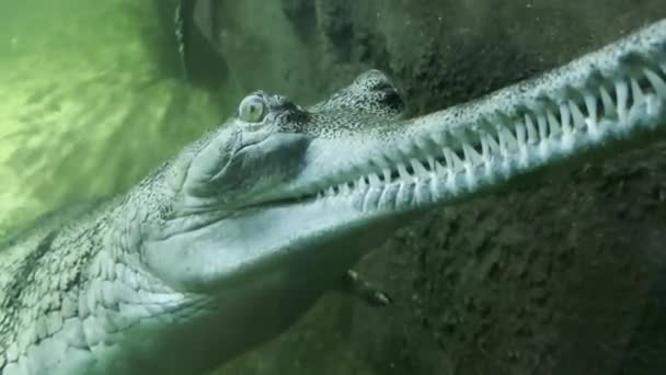 Crocodile Swims Open Eyes Crocodile Eye Face Face Crocodile — стоковое видео