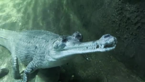Crocodile Swims Open Eyes Face Face Crocodile — Stockvideo