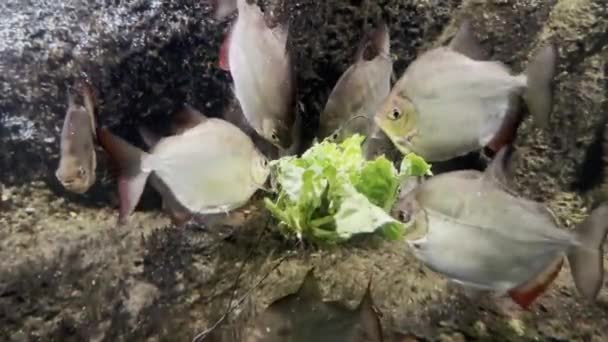 Εκπληκτικά Όμορφα Ψάρια Υπέροχα Ψάρια Κολυμπούν Κάτω Αρχείο Βίντεο — Αρχείο Βίντεο