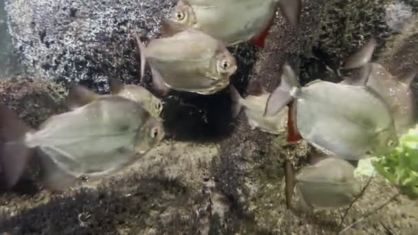 Úžasně Krásná Ryba Nádherné Ryby Plavou Pod Vodou Záznamy Videa — Stock video