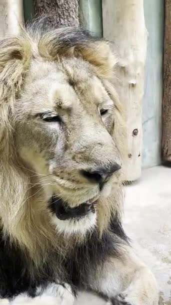 Portrait Lion Its Mouth Open Macro Shot Leo Head Close — Vídeos de Stock