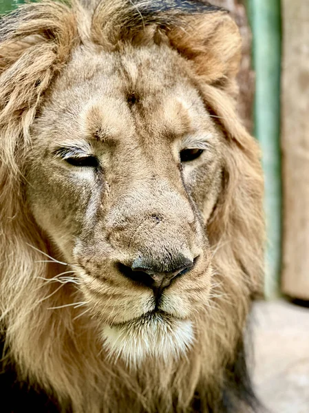 Leão Rei Dos Animais Close Cabeça Leão — Fotografia de Stock