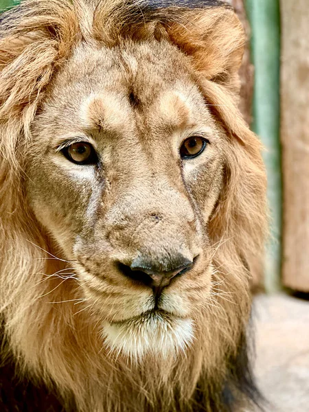 Leão Rei Dos Animais Close Cabeça Leão — Fotografia de Stock