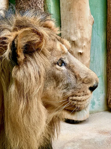 The lion is the king of beasts. Close-up of the Lion\'s head.