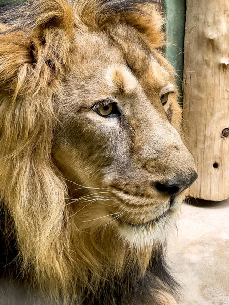 The lion is the king of beasts. Close-up of the Lion\'s head.