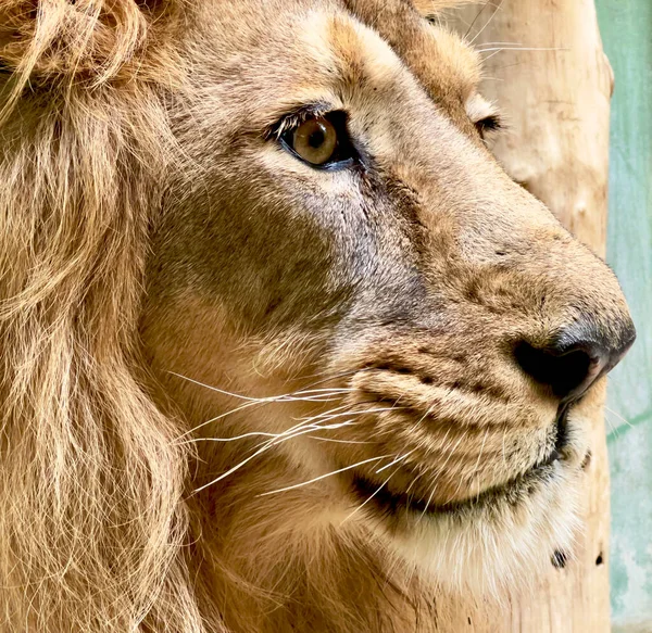 The lion is the king of beasts. Close-up of the Lion\'s head.