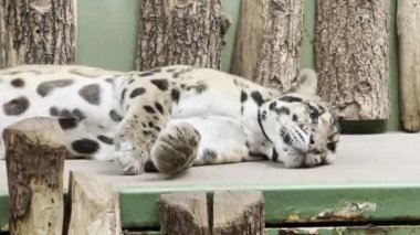 Beautiful leopard. The world of animals. Relaxing stock video footage.