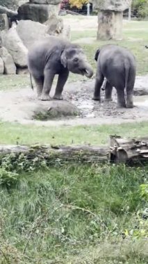 Elephants enjoy a summer day. Vertical video for social media. Relaxing stock video footage.