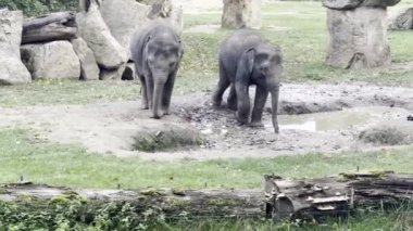 Two adorable baby elephants explore the world. Elephants enjoy a summer day. Relaxing stock video footage.
