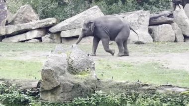 Two adorable baby elephants explore the world. Elephants enjoy a summer day. Relaxing stock video footage.