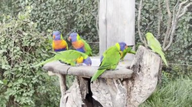 Very beautiful parrots eat and enjoy. Parrot eats and looks. Relaxing stock video footage. The rainbow lorikeet.