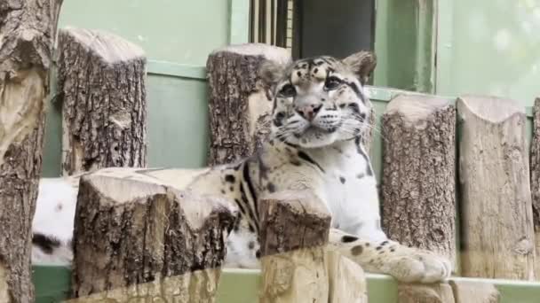 Beautiful Leopard World Animals Relaxing Stock Video Footage — Video