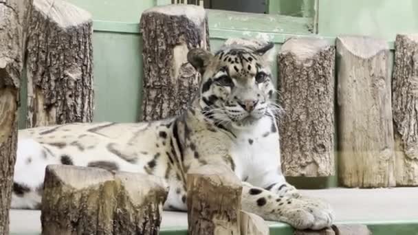 Beautiful Leopard World Animals Relaxing Stock Video Footage — Stock Video