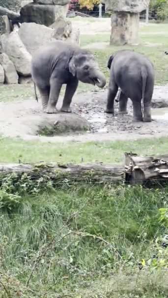 Elephants Enjoy Summer Day Vertical Video Social Media Relaxing Stock — 图库视频影像