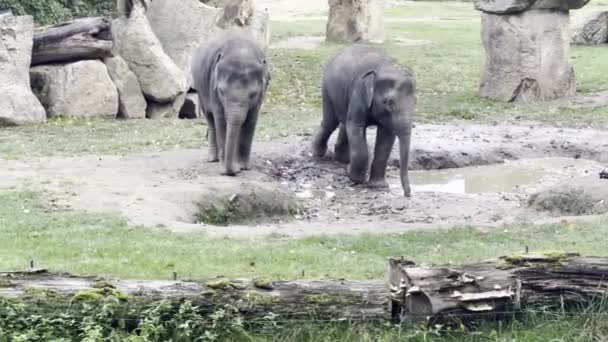 Two Adorable Baby Elephants Explore World Elephants Enjoy Summer Day — Vídeo de stock