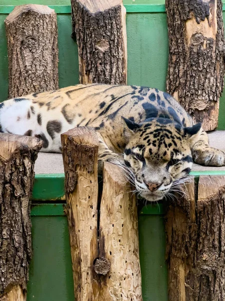 Beautiful Leopard World Animals — Stock fotografie