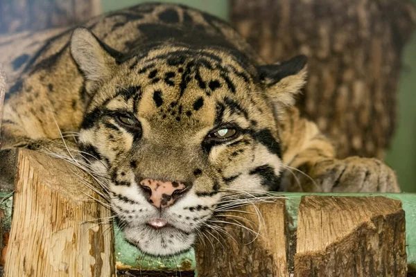 Beautiful Leopard World Animals — Foto Stock