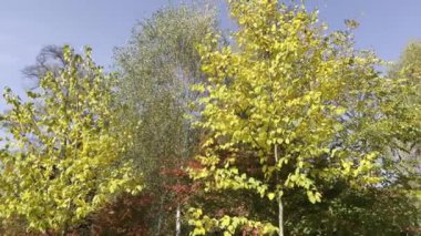 Amazing colors of autumn. Relaxing stock video footage. Autumn in all its glory. 