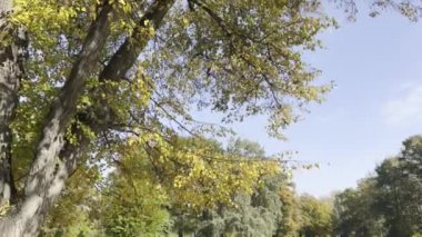 Sonbaharın inanılmaz renkleri. Tüm ihtişamıyla sonbahar. Yaprak dökümü.