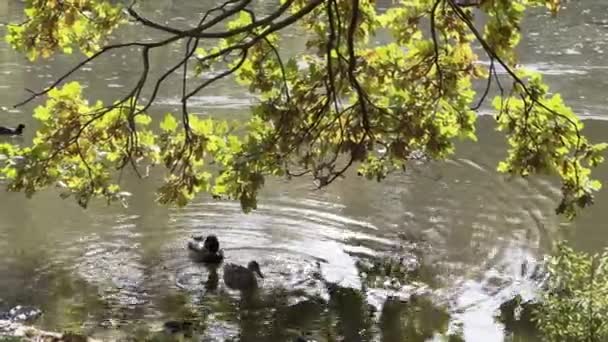 すべての栄光の秋 アヒルは湖で泳ぐ 秋の素晴らしい色 — ストック動画