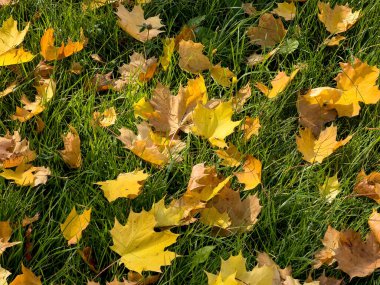 Tüm ihtişamıyla sonbahar. Sonbaharın inanılmaz renkleri. Sarı yapraklar yeşil çimlerin üzerinde yatıyor..