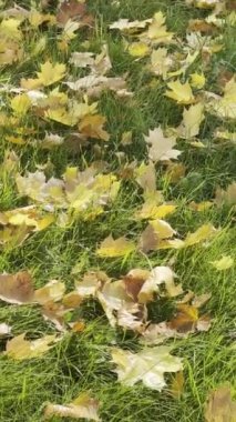 Sonbaharın inanılmaz renkleri. Sosyal medya için dikey video. Sonbahar tüm ihtişamıyla.