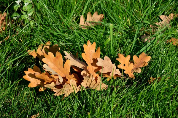 Autumn All Its Glory Amazing Colors Autumn Yellow Leaves Lie — Stock Photo, Image