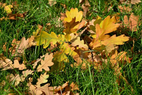 Autumn All Its Glory Amazing Colors Autumn Yellow Leaves Lie — Stock Photo, Image