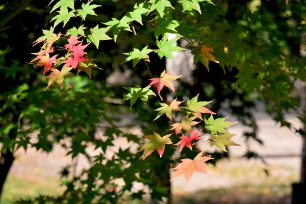 Φθινόπωρο Όλη Του Δόξα Καταπληκτικά Χρώματα Του Φθινοπώρου — Φωτογραφία Αρχείου