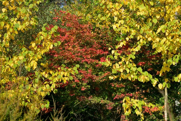 Herfst Zijn Glorie Geweldige Kleuren Van Herfst — Stockfoto