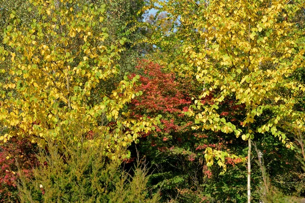 Осень Всей Красе Удивительные Цвета Осени — стоковое фото