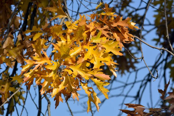 Осінь Всій Красі Дивовижні Кольори Осені — стокове фото
