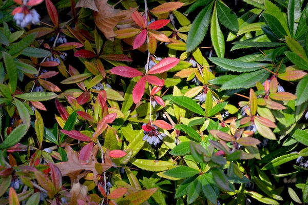 Automne Dans Toute Splendeur Couleurs Étonnantes Automne — Photo