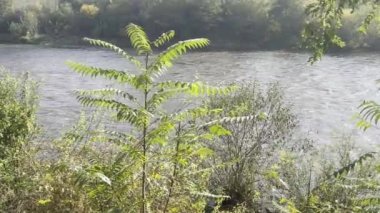 Autumn in all its glory. Amazing colors of autumn. Relaxing stock video footage.