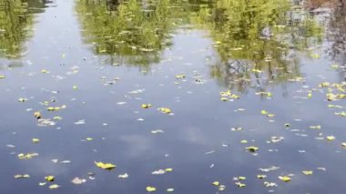 Autumn in all its glory. Amazing colors of autumn. Relaxing stock video footage.