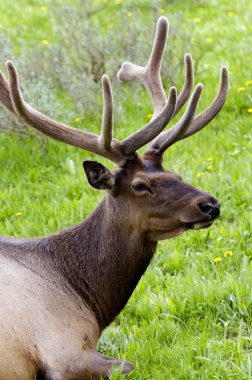 yellowstone Ulusal Parkı ABD'de geyik