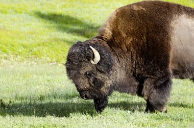 Bison  in Yellowstone national park USA clipart