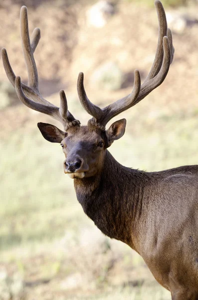 O veado no parque nacional Grand canyon EUA-Bull alce — Fotografia de Stock