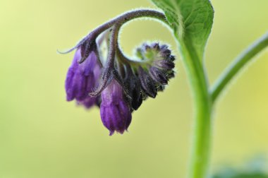 Bir comfrey Çiçeği (Symphytum officinale )