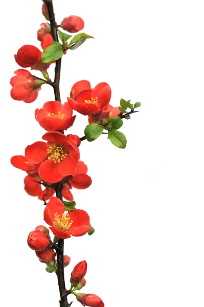 Blossoming twig of Japanese quince (Chaenomeles japonica ) on white background — Stock Photo, Image